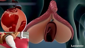 The Anatomy Of Female Orgasm: A Biological Exploration